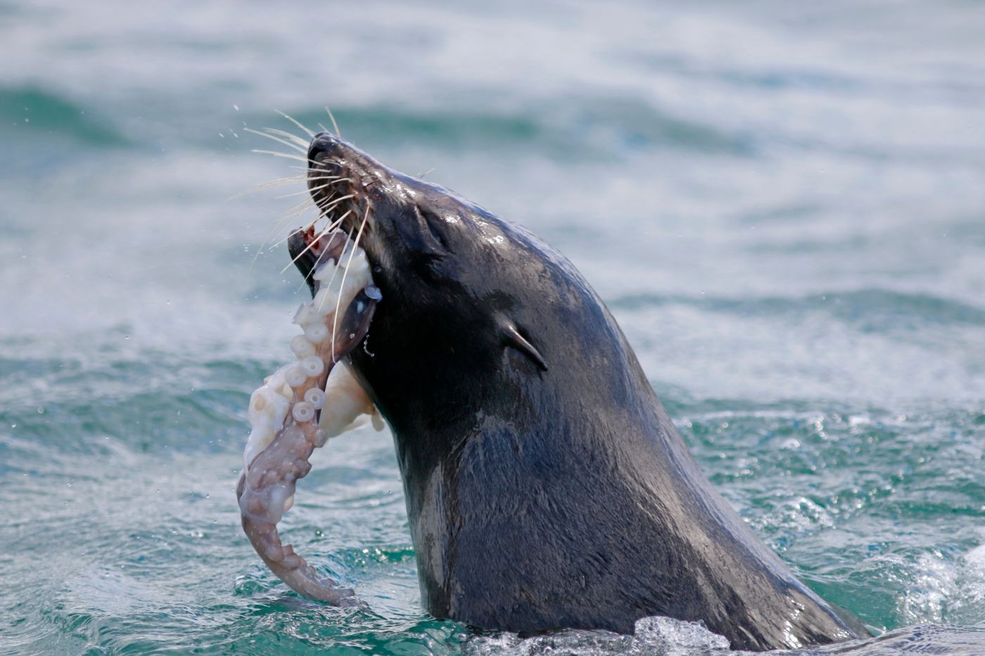 Fur seal with Octopus